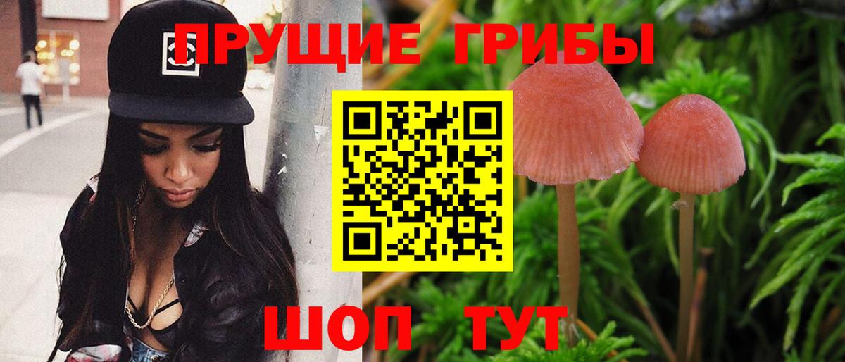 что такое наркотик  Вход с VPN  Каменка  Галлюциногенные грибы Psilocybine cubensis 